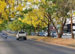 ต้นคูนกว่า 400 ต้นพร้อมใจบานเหลืองอร่ามสะกดทุกสายตากลางเมืองขอนแก่น