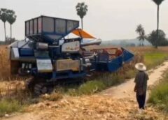 แบกรับน้ำมันพุ่งไม่ไหว!รถรับจ้างเกี่ยวข้าวโพดขยับราคาเกี่ยวไร่ละ800จาก750บาท