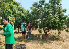 น้ำมันแพง ล้งไม่มารับซื้อ ชาวสวนพิษณุโลกประกาศขายมะม่วงดอกไม้ทองกก.ละ 2 บาท