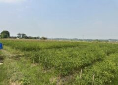 เกษตรกรสวนพริกโคม่า!ราคาทรุดเหลือ 20 บาท/กก.น้ำมันแพง ขนส่งพุ่ง