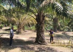 ปาล์มน้ำมัน พืชศก.ฝ่าวิกฤตพลังงานโลกพุ่ง รบ.มีโยบายผลิตไบโอดีเซล โอกาสทองเกษตรกรไทย