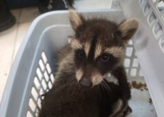 ตำรวจรวบหนุ่มอินเดียวคาสนามบินสุวรรณภูมิลักลอบขนสัตว์ป่าออกนอกประเทศ