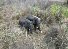 ระทึกกลางดึก! ช้างหนุ่ม ‘อ่างฤาไน’ บุกหมู่บ้านพังรั้ว-โผล่หน้าบ้านผู้ใหญ่ปราจีนบุรี