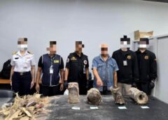 กรมศุลกากร ร่วมกับหน่วยงานที่เกี่ยวข้องตรวจยึดนอแรดมูลค่ารวมกว่า 20 ล้านบาท