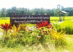 ศูนย์วิจัยข้าวปัตตานีลุยพัฒนาข้าวทนดินเปรี้ยว หนุนซีบูกันตัง–หอมกระดังงา 59