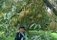 ท่องเที่ยววิถีอินทรีย์ ชิมทุเรียนโบราณ “สวนป้าลือ”… หลงลับแลกบินทร์บุรี