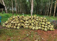 เกษตรกรกันทรลักษ์น้ำตาร่วงพิษพายุวฝนถล่มสวนทุเรียนดินภูเขาไฟเสียหายหลายพันตัน