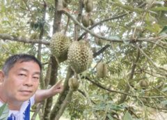 ทุเรียนสุโขทัยสวน “ลุงปัน”โกอินเตอร์ ส่งออกจีนวันละ 10 ตัน การันตีรางวัลแน่น-GAP พร้อม
