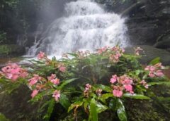 สวยเหมือนภาพฝัน! ลิ้นมังกรชมพูอวดโฉมหน้าน้ำตกหมันแดง รีบชมก่อนโรยรา