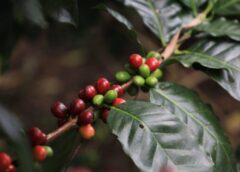 44 ปี ‘โครงการหลวงตีนตก’ เปลี่ยนชีวิตชาวเขา กาแฟสร้างเงิน 56 ล้านเดินหน้าสู่ตลาดพรีเมียม
